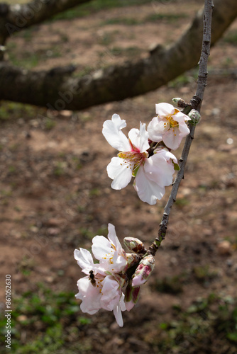 Bee pollination almond tree flowers photo