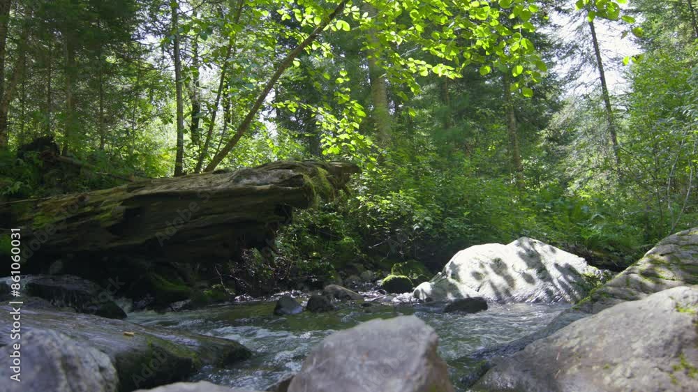 A turbulent mountain river in a forest landscape. A turbulent mountain river in a forest landscape.
