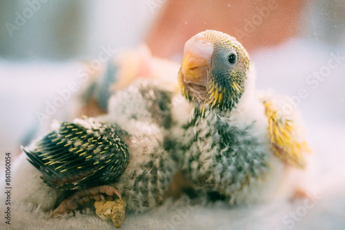 生後間もないセキセイインコの雛