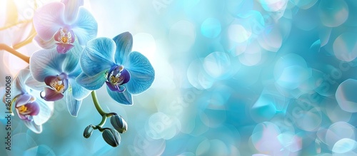 blue orchid Isolated on pas...