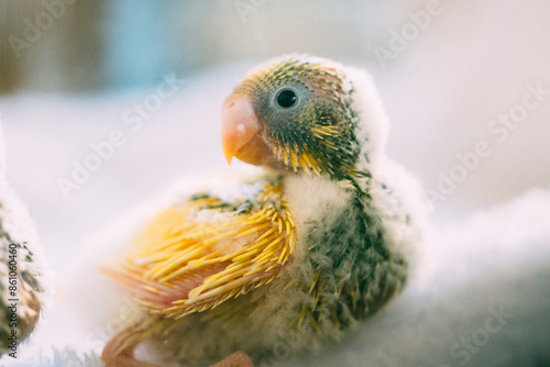 生後間もないセキセイインコの雛