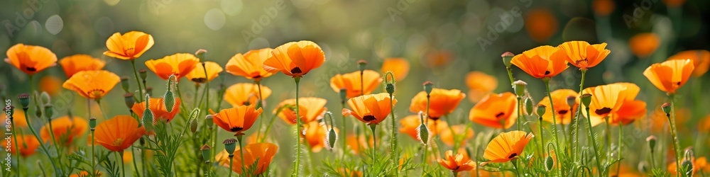 Obraz premium Serene flowering meadow with orange poppies, offering ample copy space for text, ideal for summer garden themes.