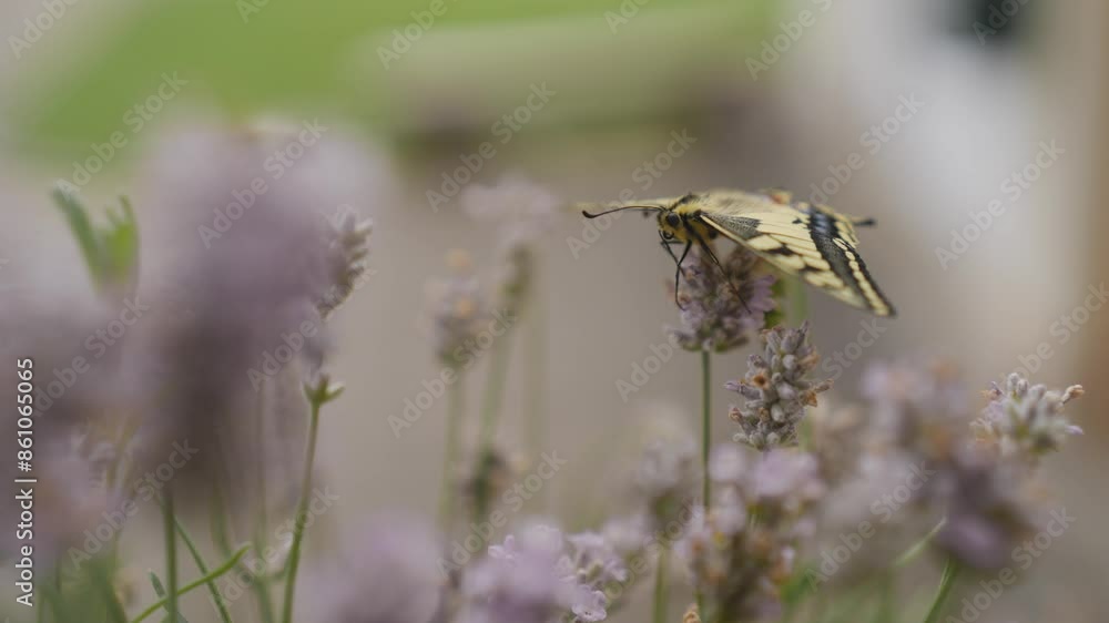 Macro shot of a newly hatched swallowtail butterfly on lavender Macro shot of a newly hatched swallowtail butterfly on lavender