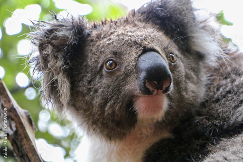 Photography koala in a tree