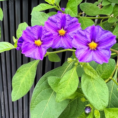 紫花茄子の花、ムラサキハナナスの花、クレマチスに似た紫色の花、五弁の花 photo