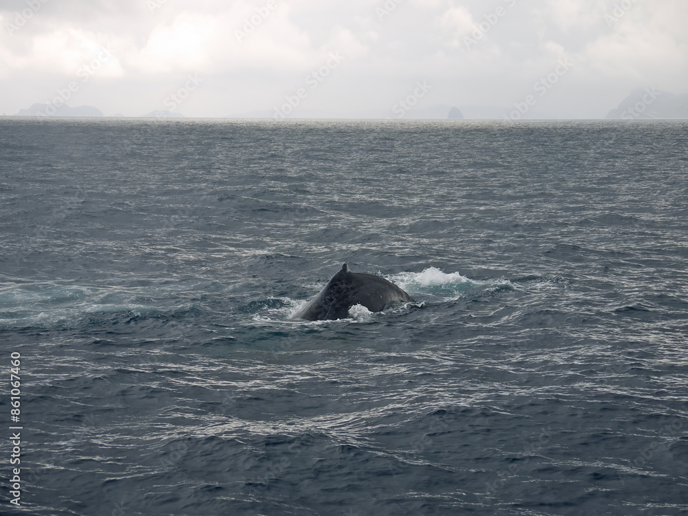 Fototapeta premium Lonely Humpback whale swimming in the sea, whale watching on Zamami island, Japan, Okinawa