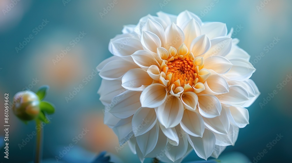 White Dahlia Flower in Soft Focus White Dahlia Flower in Soft Focus