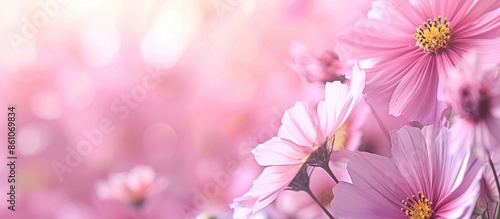 Pink cosmos flowers pastel ...