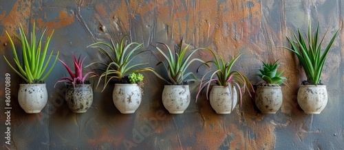 Tillandsia air plan,Air pla...