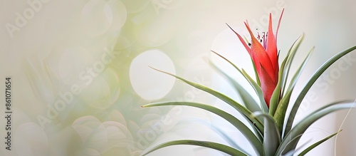 tillandsia flower. with copy space image. Place for adding text or design photo