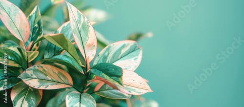 The variegated cultivar Var...