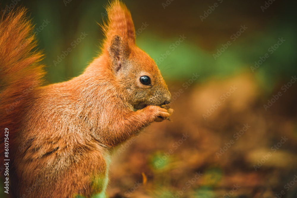 Paws clutch meal in a red squirrels snack time Paws clutch meal in a red squirrels snack time
