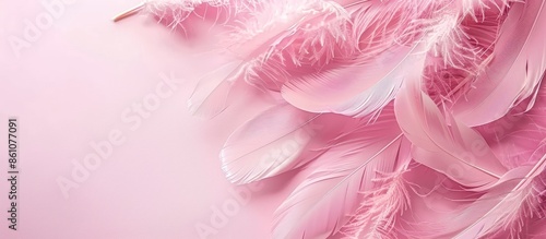 Pink feather pastel background  Texture  Isolated  Fashion. with copy space image. Place for adding text or design © vxnaghiyev