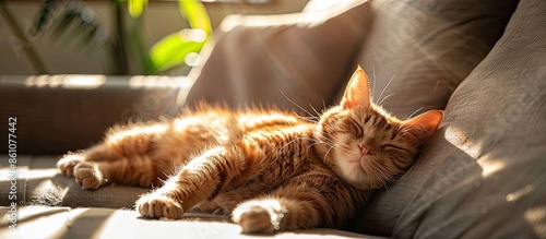Fluffy red domestic cat sle...