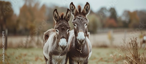 Two donkeys on farm. Little...