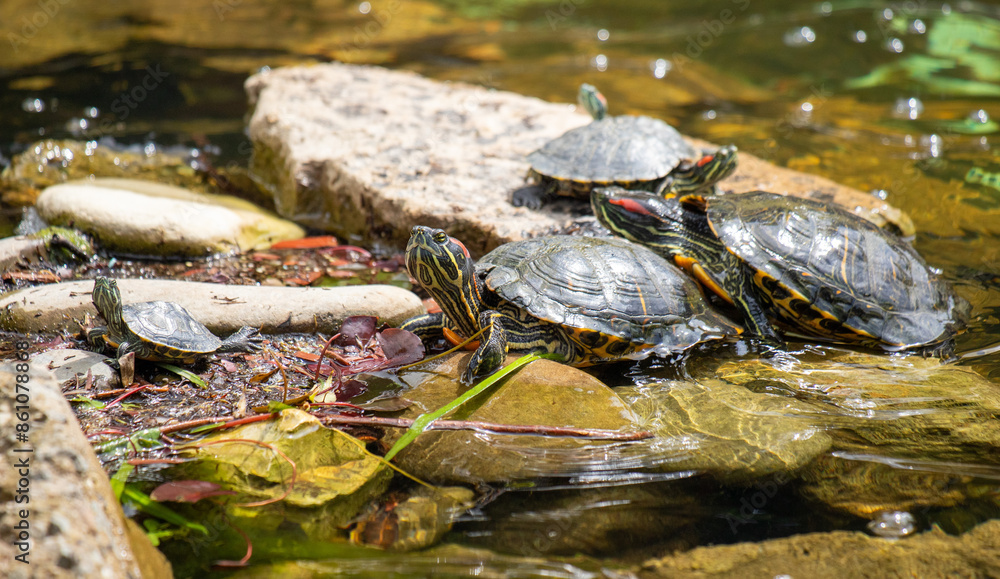A red-eared turtle swims in a pond, basking in the sun. A red-eared turtle swims in a pond, basking in the sun.