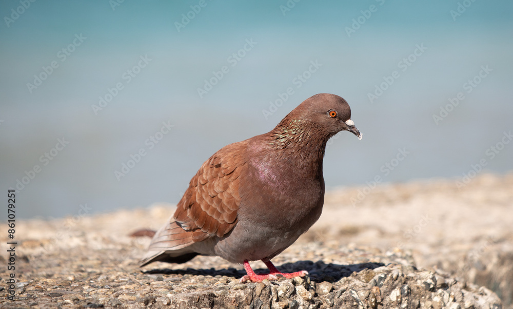 Wild pigeon close-up on the city streets. Wild pigeon close-up on the city streets.