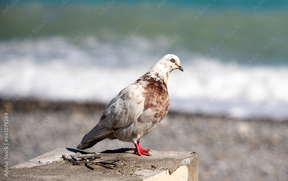 Wild pigeon close-up on the city streets. Wild pigeon close-up on the city streets.