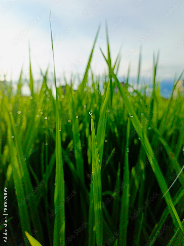 Close up natural grass in the morning, Water drops on green grass background Close up natural grass in the morning, Water drops on green grass background
