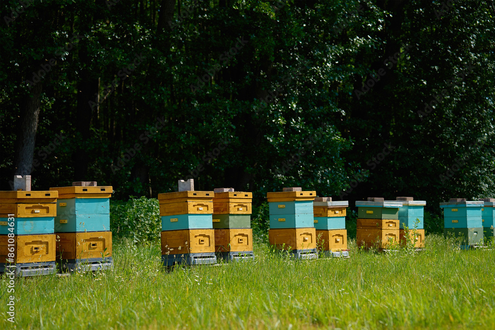 Brightly painted wooden bee hives arranged in row in grassy meadow near forest edge on sunny afternoon. Private beekeeping and honey production Brightly painted wooden bee hives arranged in row in grassy meadow near forest edge on sunny afternoon. Private beekeeping and honey production