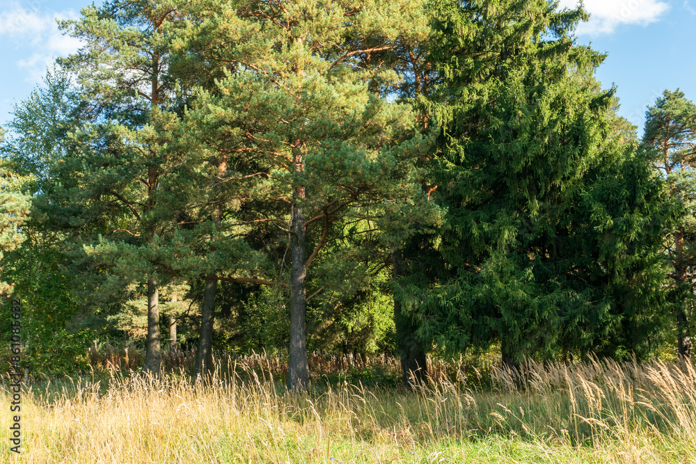 A dense forest against a blue sky on a sunny summer day A dense forest against a blue sky on a sunny summer day