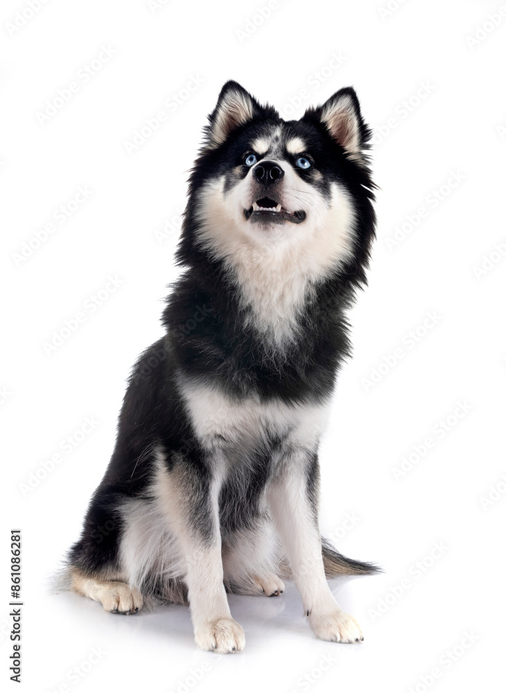 Fototapeta premium Pomsky in studio