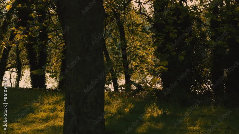 Tracking Shot Past Forest Trees with Lake Background in Golden Hour Sunrise Light Tracking Shot Past Forest Trees with Lake Background in Golden Hour Sunrise Light