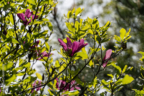 Large pink flowers Magnolia Susan (Magnolia liliiflora x Magnolia stellata). Beautiful blooming in spring garden. Selective focus. Nature concept for design. Nature concept for design photo