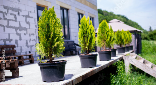 Foto Evergreen thuja in pots on the terrace. Aurea Nana and Emerald.