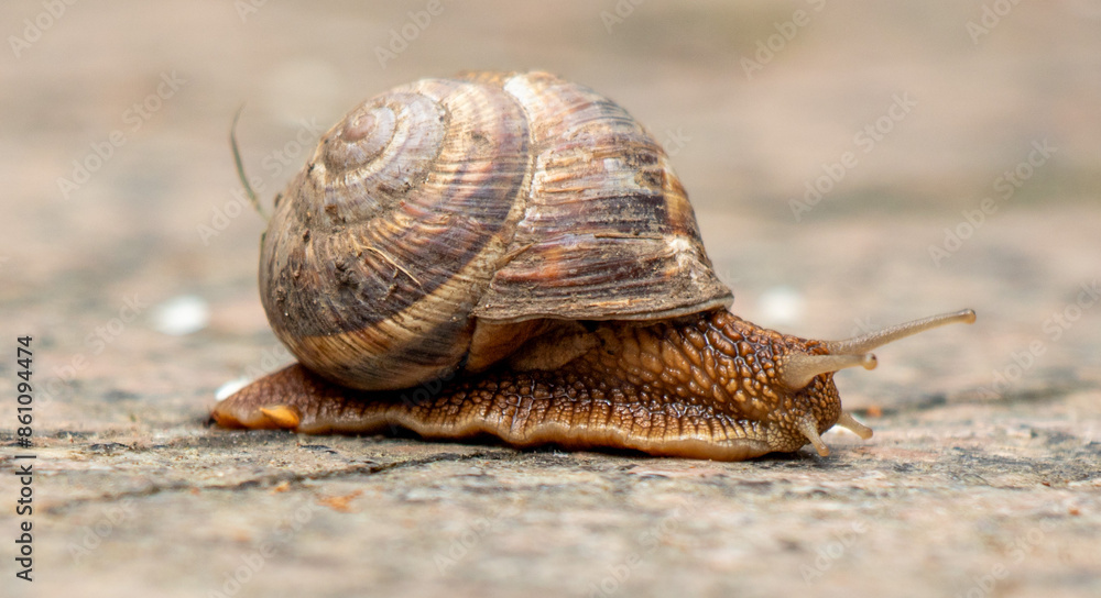 Snail crawls on the ground Snail crawls on the ground