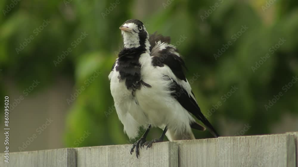 Mudlark Bird On Fence Grooming Its Feathers Australia Maffra Gippsland Victoria Daytime Close Up Mudlark Bird On Fence Grooming Its Feathers Australia Maffra Gippsland Victoria Daytime Close Up