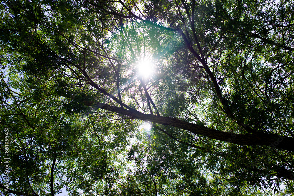 Fototapeta premium Sun rays and light shining through tree branches. Trunk and branches of a willow tree. View from below. Summer and spring