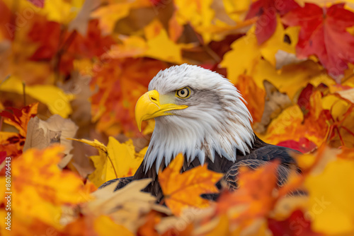 Majestic bald eagle surrounded by vibrant autumn leaves © Edvvin