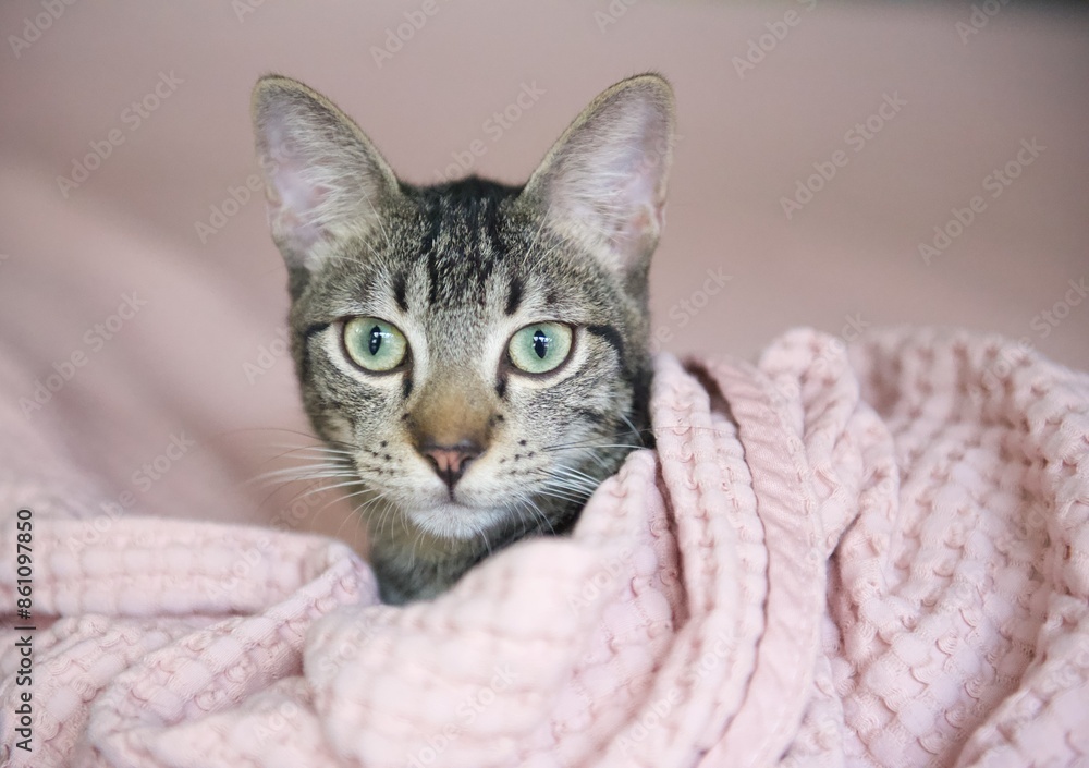 portrait of tabby cat in pink blanket