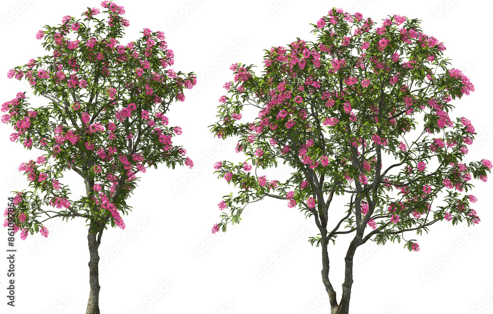 blooming pink shower tree hq arch viz cut out plant