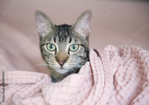 Obraz na płótnie portrait of tabby cat in pink blanket w salonie