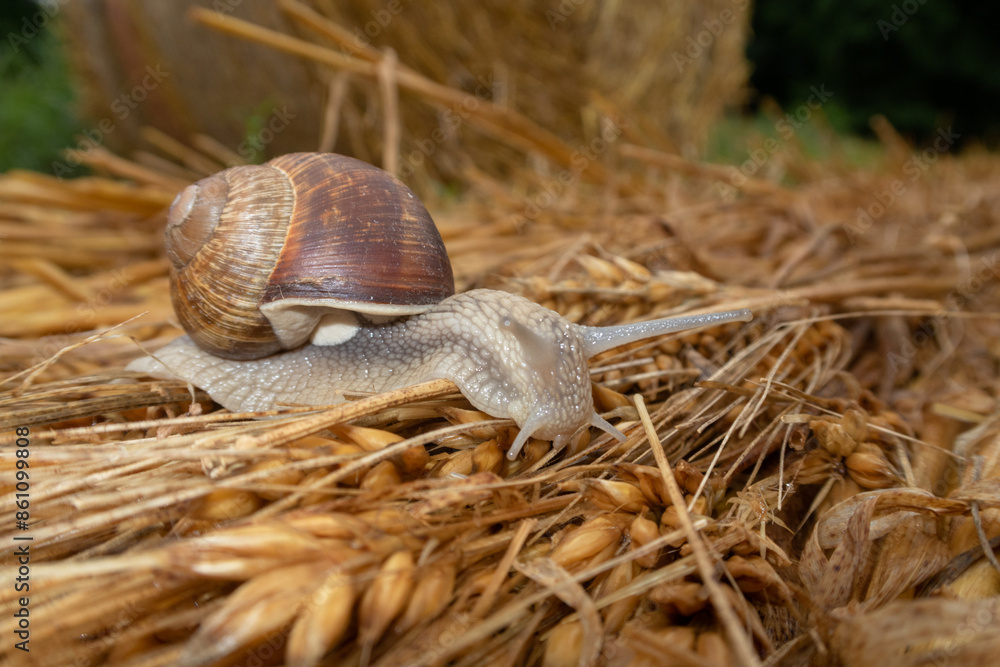 Snail crawl carpet