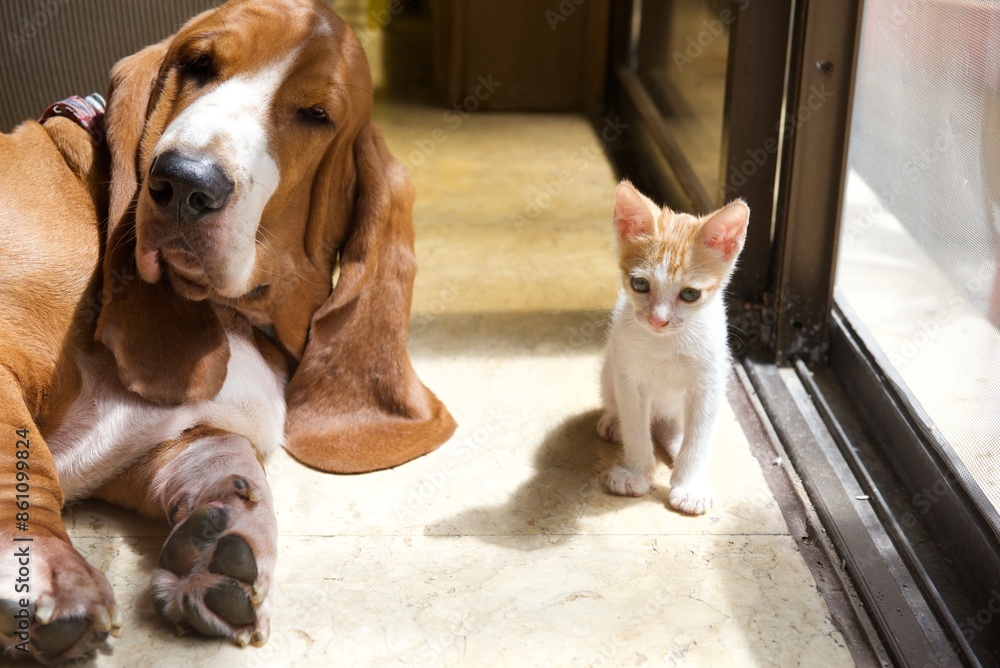 one month old kitten with basset hound