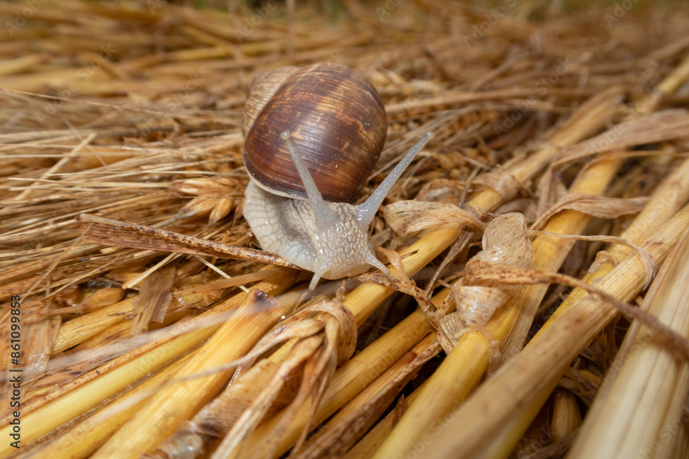 Snail crawl carpet