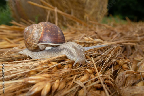 Obraz na płótnie Snail crawl carpet w salonie