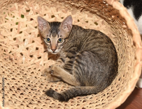 Obraz na płótnie tabby kitten 3 months old w salonie