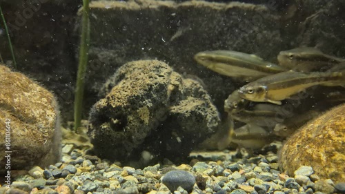 Fish swimming among stones under water in the aquarium, marine life footage