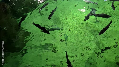 Fish swimming under water in the aquarium, lake or river, marine life footage