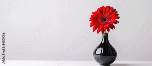 Gerbera flower on the vase, isolated white background. Copy space image. Place for adding text and design photo