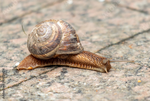 A snail crawls along the road in the park