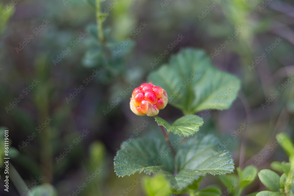 Wild raspberries. An amber cloudberry bead. Ripe, appetizing northern berry cloudberry Rubus chamaemorus, in a forest swamp. Wild raspberries. An amber cloudberry bead. Ripe, appetizing northern berry cloudberry Rubus chamaemorus, in a forest swamp.