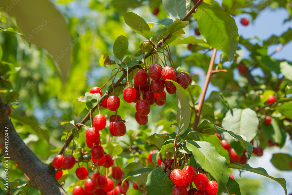 Ripe Autumn Olive Berries (Elaeagnus Umbellata) growing on a branch . oleaster Ripe Autumn Olive Berries (Elaeagnus Umbellata) growing on a branch . oleaster