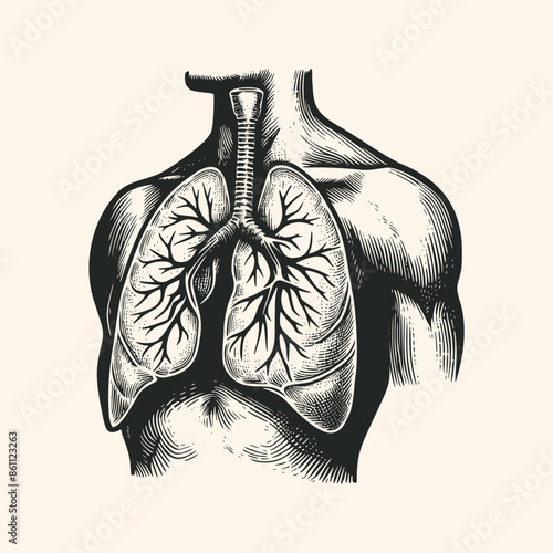 vintage lung illustration. hand drawn lung ink sketch illustration isolated background