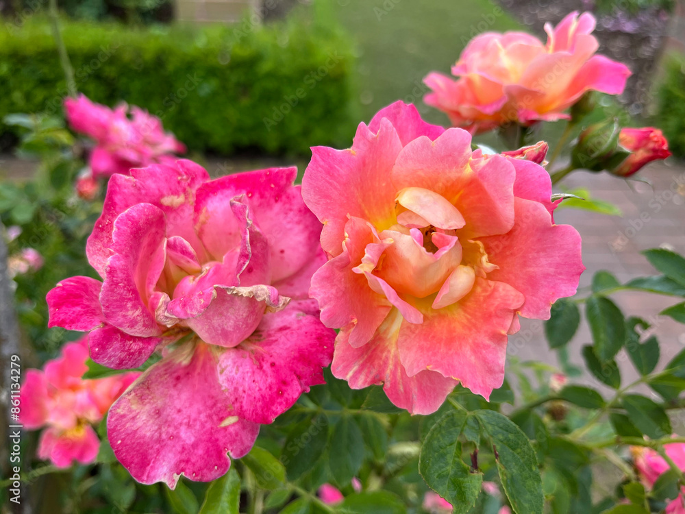 Obraz premium Beautiful english roses in pink, yellow and orange in a garden setting with arbors and surrounding plants.