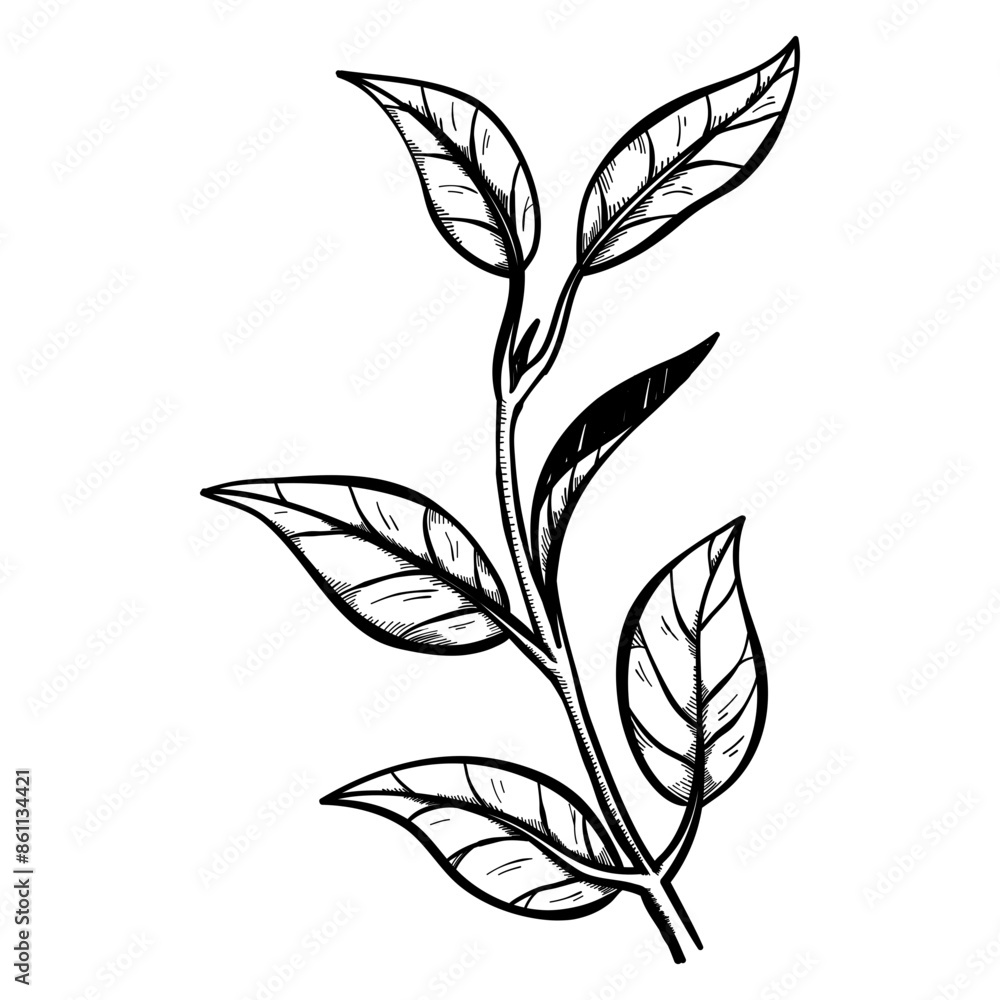 hand drawn tea leaves and branches for element decoration hand drawn tea leaves and branches for element decoration